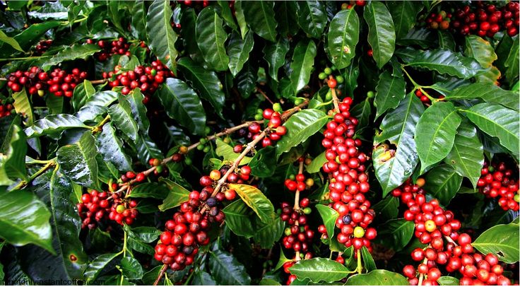 coffee 4
